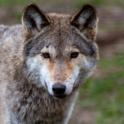 Loup gris - De Zonnegloed - Refuge pour animaux